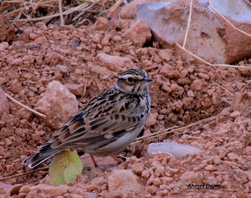 Wood Lark